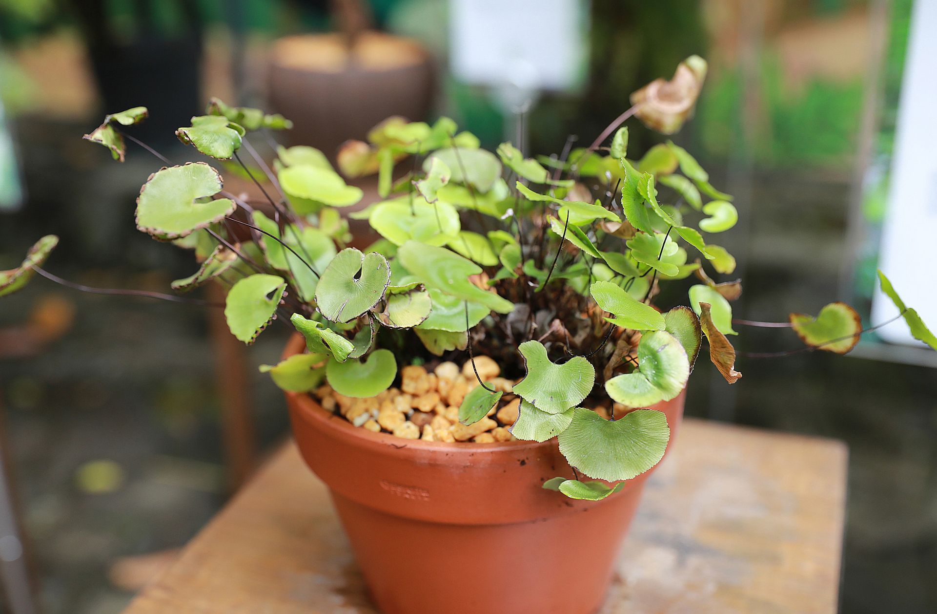 14种珍稀濒危蕨类首次在仙湖植物园展出