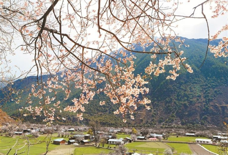 今起深圳可直飞林芝!直航为两地经贸合作插上“腾飞的翅膀” 今起深圳可直飞林芝!直航为两地经贸合作插上“腾飞的翅膀”
