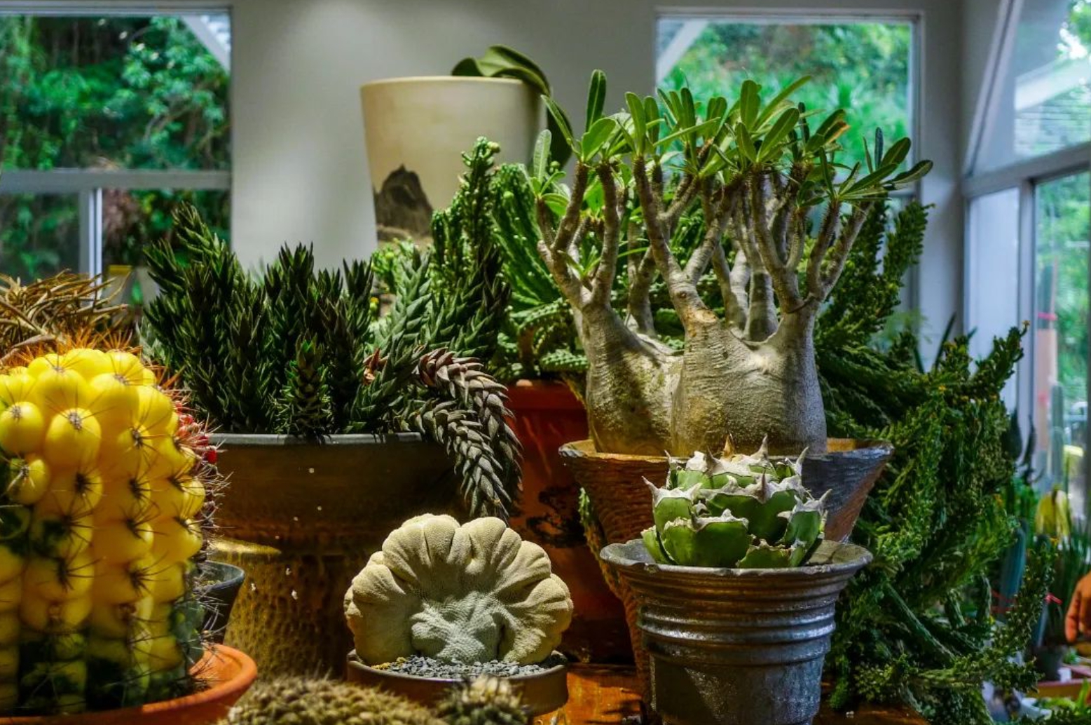 仙湖植物园首个多肉植物科普展开展