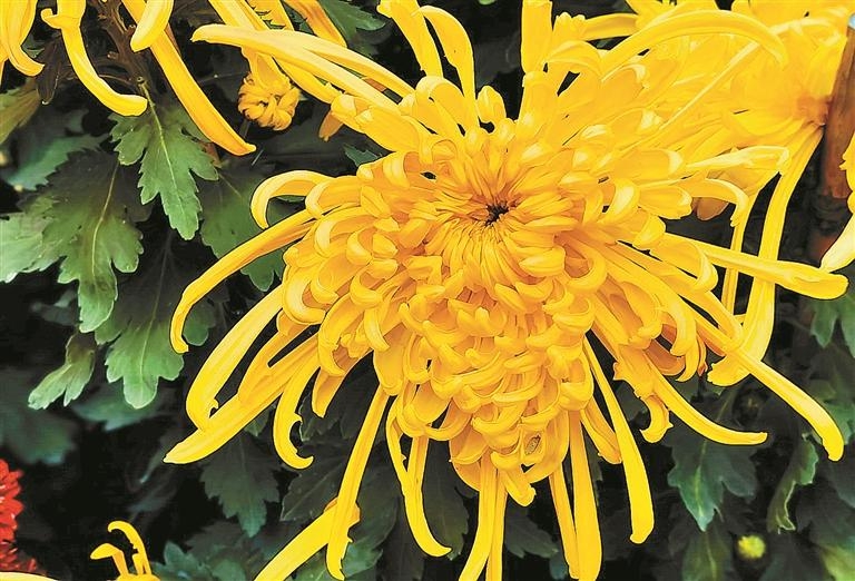 为期10天四区联动 第39届深圳菊花展来了