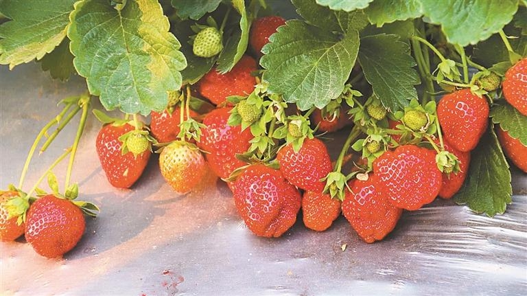 欢乐采摘园推出“疯狂星期三”