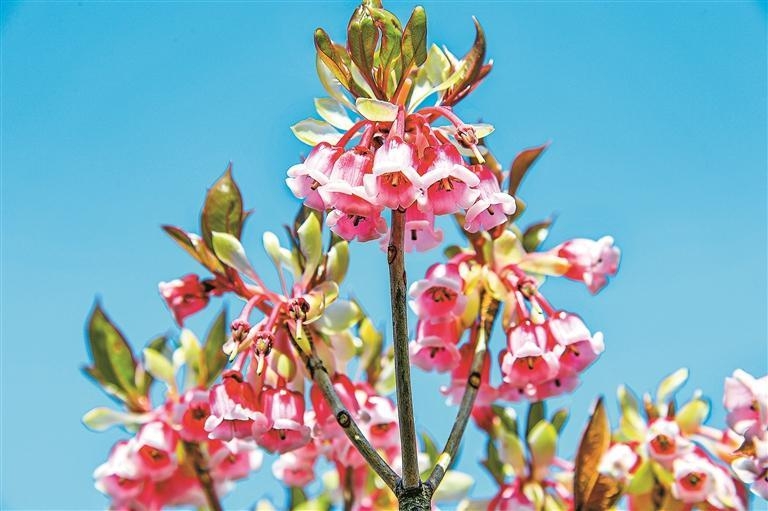 深圳南澳千亩金钟花园免费向市民开放