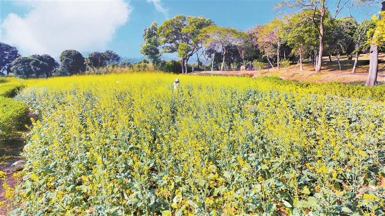 这个新春送你一片“金色浪漫”