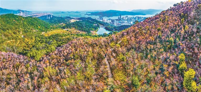 沙头角林场50多万株铃儿花陆续开放 元宵将迎最佳观赏期