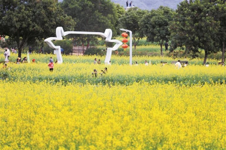 光明油菜花海铺就千亩金黄 光明油菜花海铺就千亩金黄