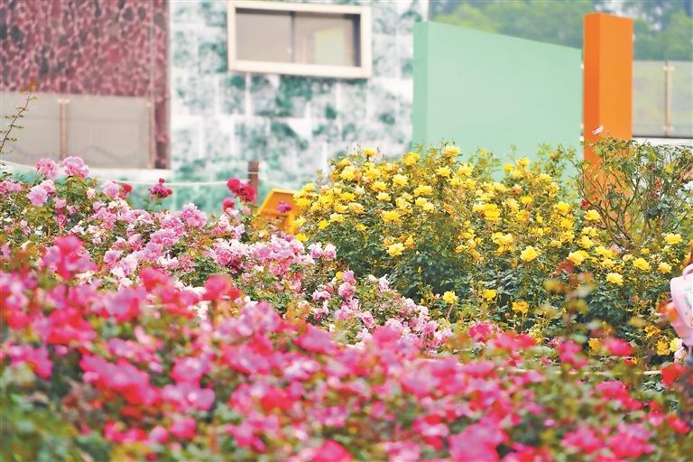 巨美！被宝安这片月季花海浪漫到了