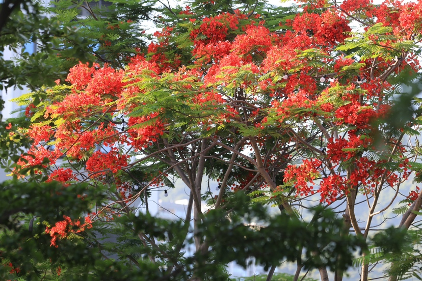 凤凰花盛放 全城共赏红云